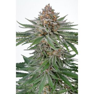 Strawberry Pie Auto - samonakvétací semínka marihuany 3 ks Fast Buds
