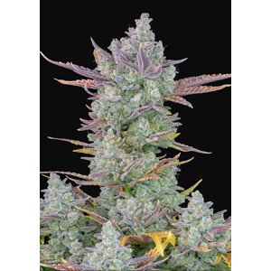 Gorilla Cookies Auto - autoflowering semená marihuany 5 ks Fast Buds