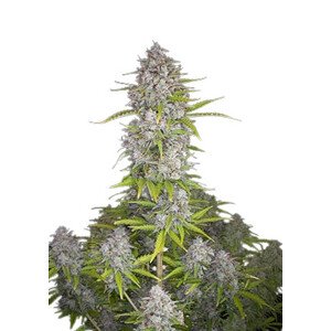 Orange Sherbet Auto - autoflowering semienka marihuany 3 ks Fast Buds