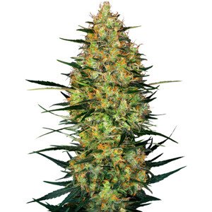 Caramellow Kush Automatic - autoflowering semienka konope 3 ks, Sensi Seeds