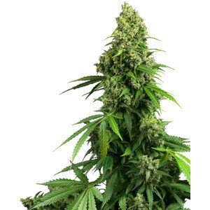 Honey Melon Kush Automatic - autoflowering semená 3 ks Sensi Seeds