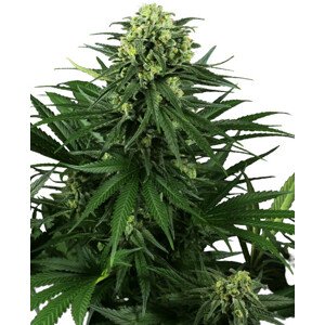 Honey Melon Kush - feminizované semená konope 10 ks, Sensi Seeds