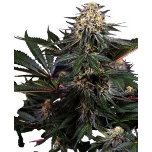 Lockdown Kush - Feminizované semienka konope 3 ks, Sensi Seeds