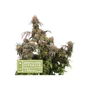Mandarin Panties - feminizované semena konope 3 ks Seedstockers Superior