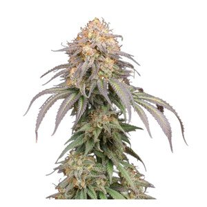 Mandarin Panties Auto - autoflower semená konope 3 ks Seedstockers Superior