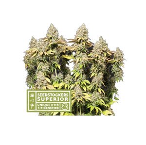 Rucu Cucu OG Auto - Autoflowering semena konopí 5 ks, Seedstockers