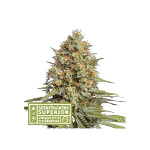 Triton Biscotto Lime Auto - autoflower semena konopí 5 ks, Seestockers