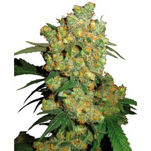 Big Bud - 3 ks feminizované semená Sensi Seeds