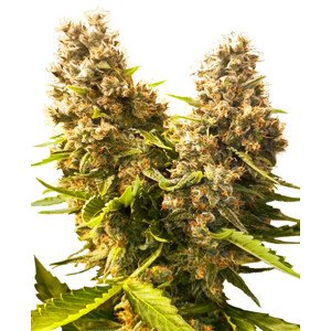 Banana Kush Cake Automatic  - autoflowering semienka 5 ks Sensi Seeds