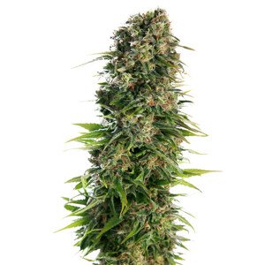 Hindu Kush - autoflowering semínka 5 ks Sensi Seeds