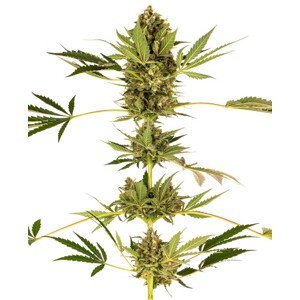 Himalayan CBD - feminizované semienka 5 ks Sensi Seeds