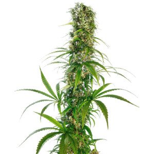 Michka - feminizované semienka konope 3 ks, Sensi Seeds