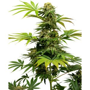 Black Harlequin CBD - feminizované semienka 5 ks, Sensi Seeds