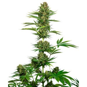 Satin Black Domina CBD - feminizované semená 10 ks, Sensi Seeds