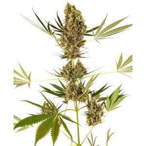 Alpine Delight CBD Automatic - autoflowering  semienka 5 ks, Sensi Seeds