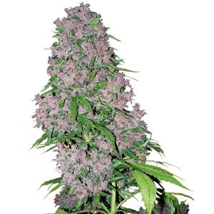 Purple Bud - feminizované semienka konope 3 ks, Sensi Seeds