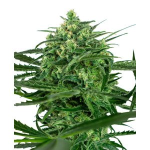 Sensi Amnesia - feminizované semienka konope 10 ks, Sensi Seeds