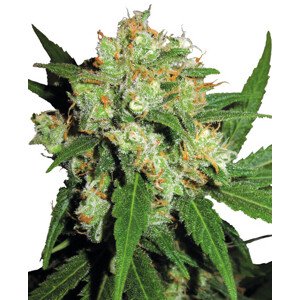 Sensi Skunk - feminizované semienka konope 3 ks, Sensi Seeds