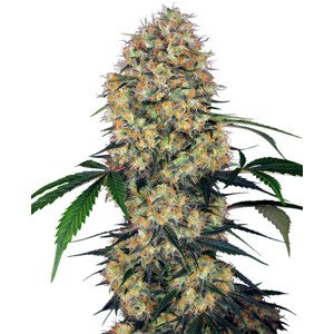 Sensi Amnesia XXL Automatic - autoflowering semená konope 10 ks, Sensi Seeds