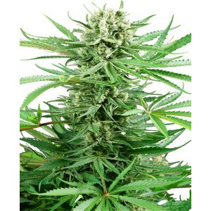 Papi Chulo OG - feminizované semená konope 10 ks, Sensi Seeds