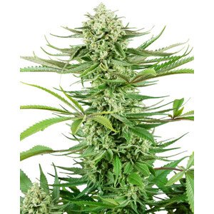 Cashew Kush - feminizované semená konope 10 ks, Sensi Seeds