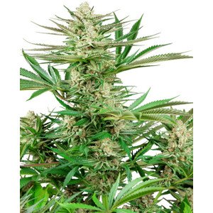 Malibu OG Gold - feminizované semienka konope 5 ks, Sensi Seeds