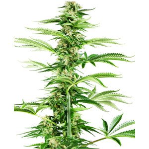 Honey Melon Haze - feminizované semienka konope 3 ks, Sensi Seeds