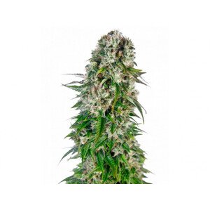 Big Bud Auto - 10 ks feminizované semená Sensi Seeds