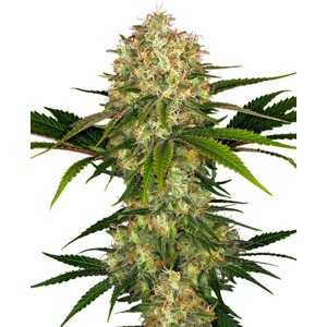 Afghani 1 - feminizované semienka  5 ks, Sensi Seeds