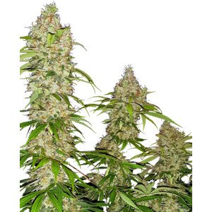 Banana Kush Cake - feminizované semienka 5 ks Sensi Seeds