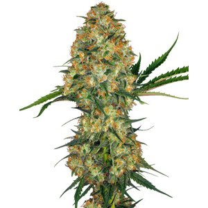 Hindu Kush - feminizované semena konope Sensi Seeds, 10 ks