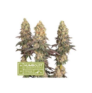 Mack & Crack feminizované semená marihuany, HumboldtXSeedstockers, 3 ks