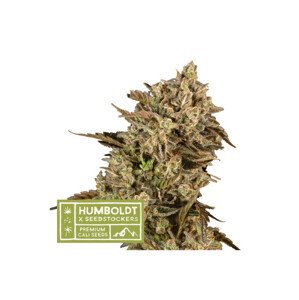 Apollo Black Cherry  - feminizované semená konope HumboldtXSeedstockers, 3 ks