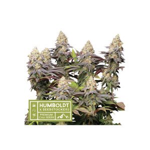 Panty Punch - feminizované semená marihuany HumboldtXSeedstockers 5 ks