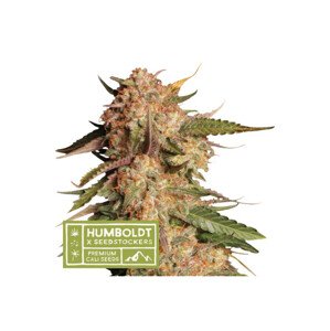 Apollo Black Cherry Auto - samokvitnúci semená konope HumboldtXSeedstockers, 5 ks