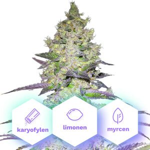 Sunset Sherbet - feminizované semená 3 ks Cannapio