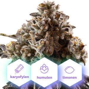 Gelato Cookies - feminizované semená 10 ks Cannapio