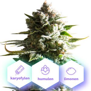 Auto Gelato Cookies - autoflowering semená 10 ks Cannapio