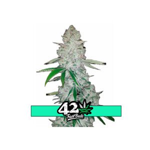 Glue Auto (Gorilla Glue Auto) - samonakvétacie semienka Fast Buds 3ks