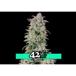 Forbidden Runtz Auto - samonakvétacie semená marihuany 5 ks Fast Buds