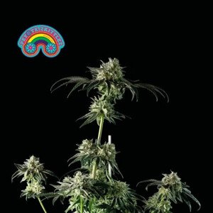 Peyote Zkittlez - feminizované semienka konope 10 ks, Seedsman