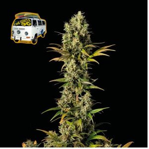 The White OG - feminizované semienka konope 3 ks, Seedsman