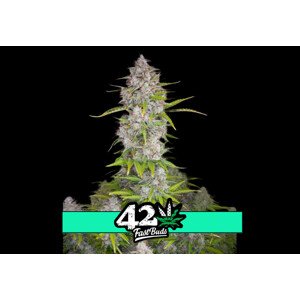 Orange Sherbet Auto - samonakvétacie semená marihuany 5 ks Fast Buds