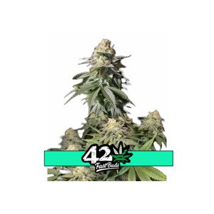 Orange Sherbet FF - feminizované semená marihuany 5 ks Fast Buds