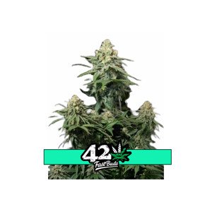 Wedding Cheesecake FF - feminizované semená marihuany 10 ks Fast Buds