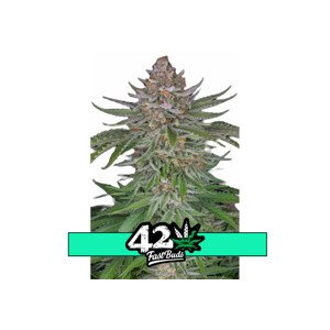 Strawberry Pie Auto - autoflowering semená marihuany 10 ks Fast Buds