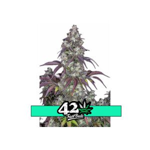 Lemon Pie Auto - autoflowering semená marihuany 10 ks Fast Buds