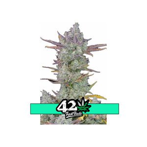 Gorilla Cookies Auto - autoflowering semená marihuany 10 ks Fast Buds