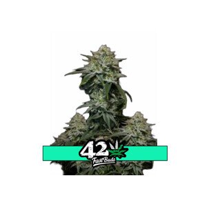 Gorilla Cookies FF - feminizované semená marihuany 5 ks Fast Buds