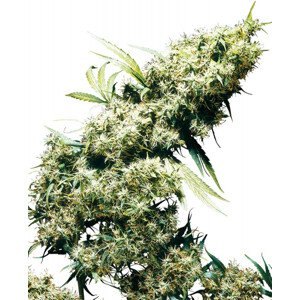 Jamaican Pearl - 10 ks feminizovaná semená Sensi Seeds